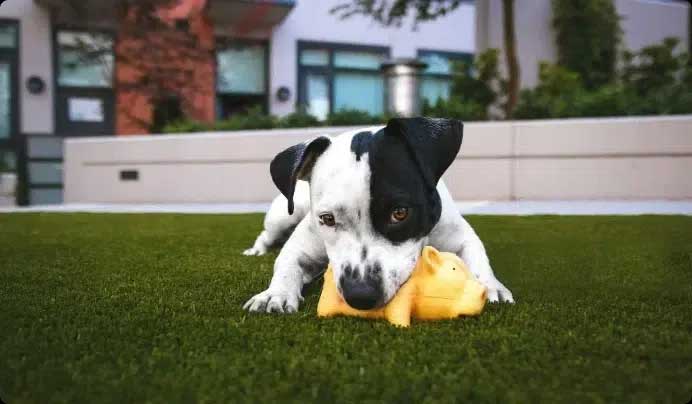 Dog on pet-rated artificial turf backyard installation
